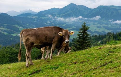 牛              图片