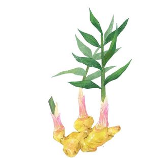 手绘生姜素材图片