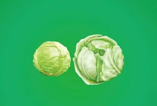 矢量手绘甘蓝卷心菜包菜白菜图片