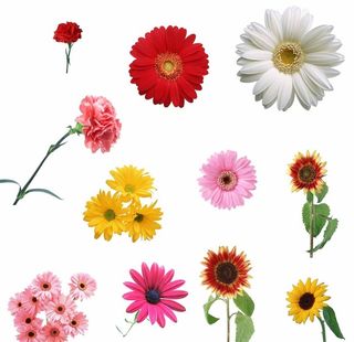 向日葵 小皱菊 康乃馨图片