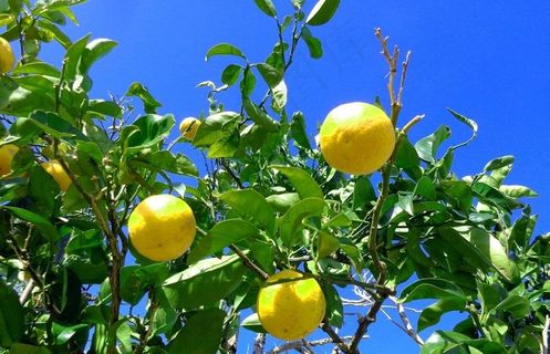 柠檬树图片