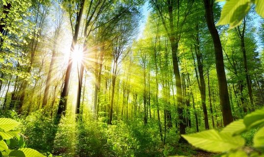 大森林 风景照 高清图片