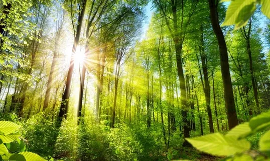 大森林 风景照 高清图片 大森林 风景照 高清图片