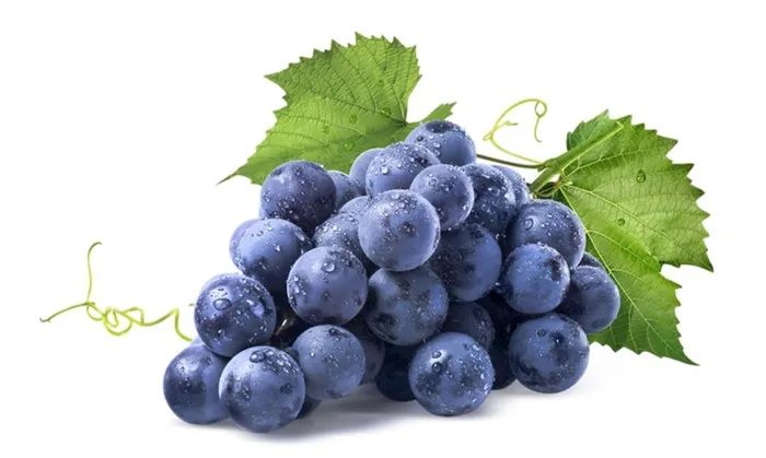 葡萄采摘文化 图片
