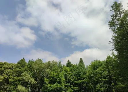 树林图片 树林图片