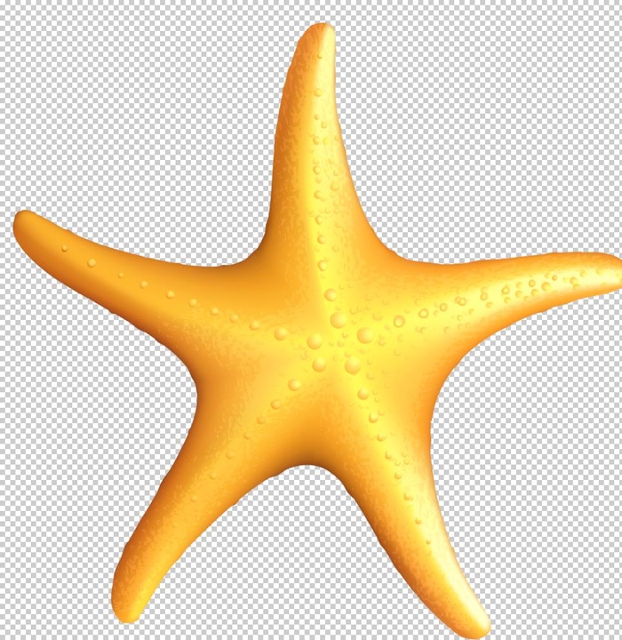 海星图片