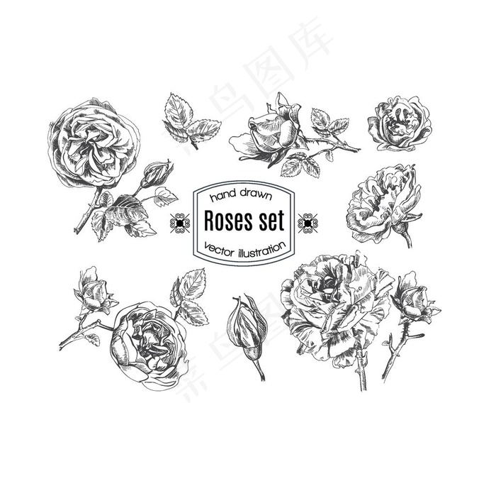 线描玫瑰花图片ai矢量模版下载