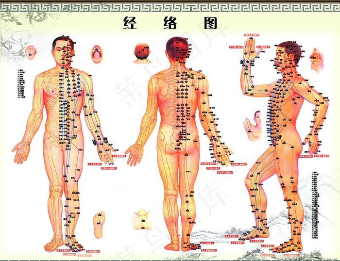 人体经络图图片