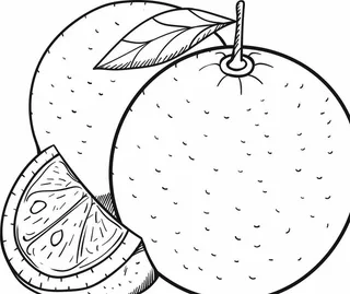 橙子手绘稿图片