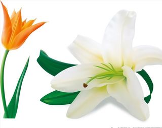 矢量百合花图片