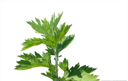 艾叶图片