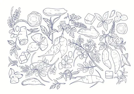 葛根决明子陈皮药材手绘线稿图图片