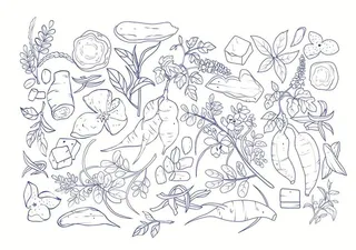 葛根决明子陈皮药材手绘线稿图图片