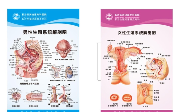 生殖器截面图图片cdr矢量模版下载