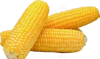 玉米 图片