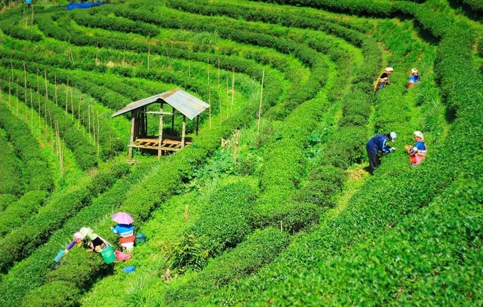 茶园图片