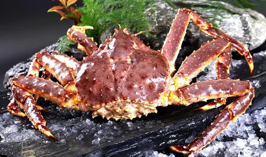 帝王蟹图片 帝王蟹图片