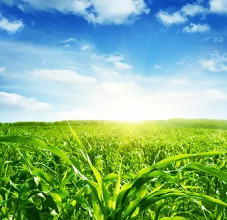 玉米地图片 玉米地图片