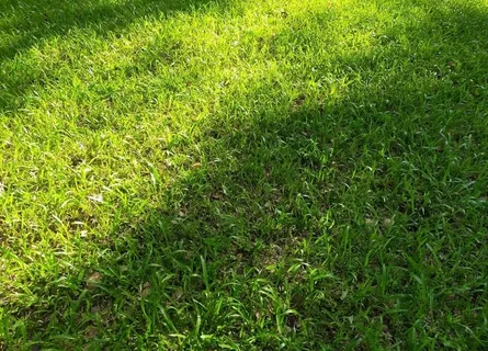 草地图片 草地图片