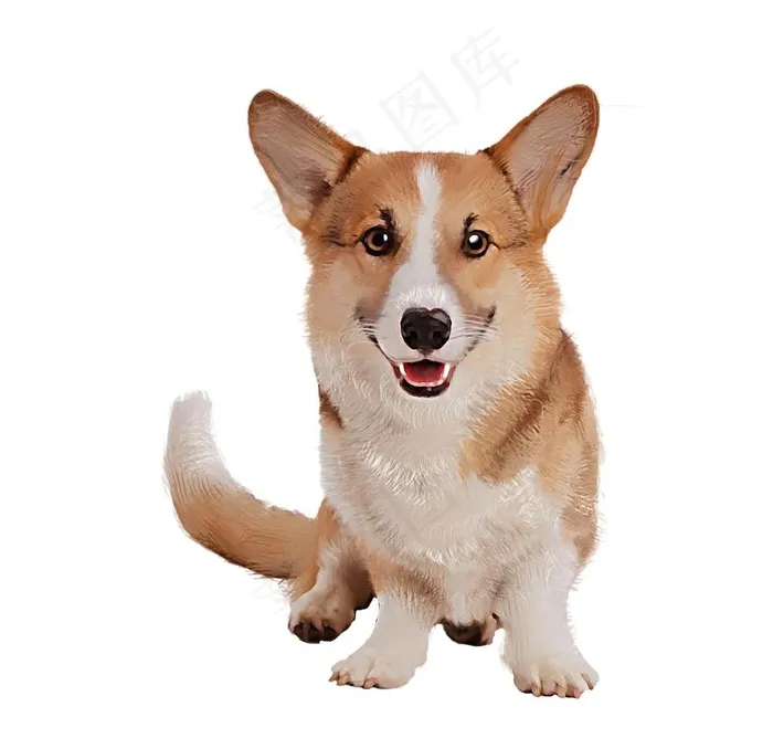 柯基犬图片(1200x1200)psd模版下载