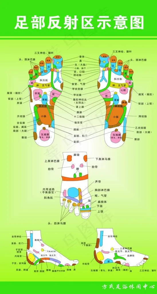 足部反射区示意图图片cdr矢量模版下载