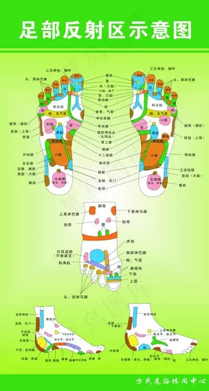 足部反射区示意图图片