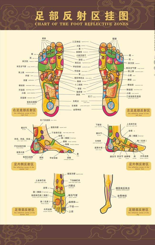 脚部穴位图片cdr矢量模版下载