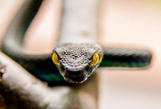 蛇              图片