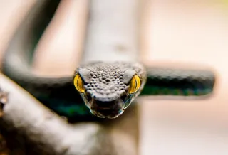 蛇              图片