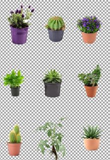 绿色清新室内植物盆栽图片