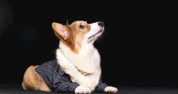 狗 图片 狗 图片