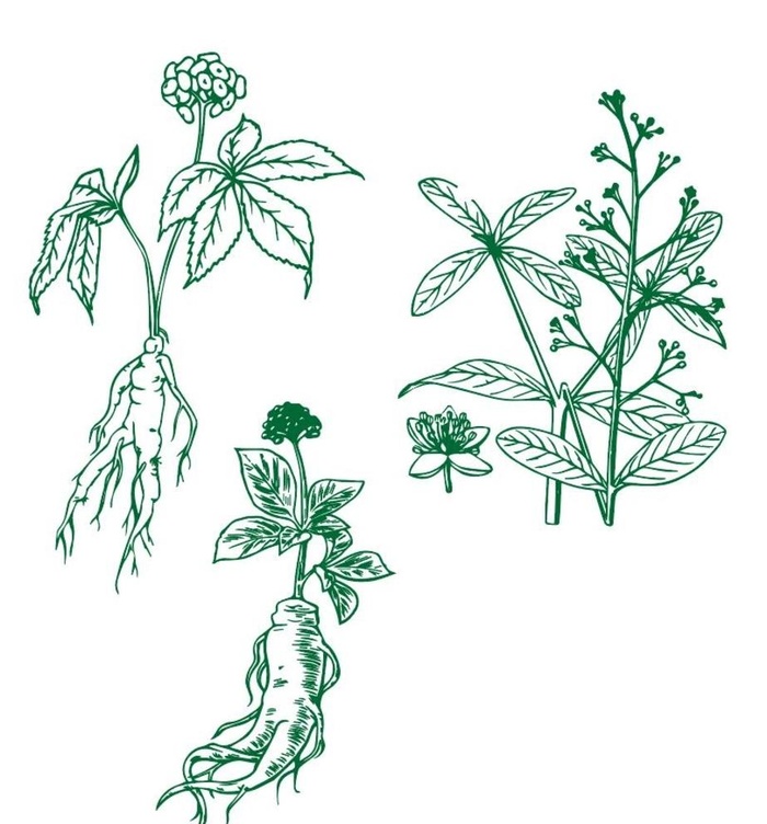 手绘 植物图片ai矢量模版下载