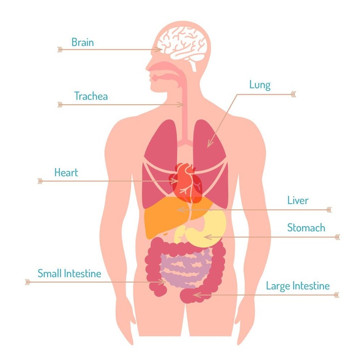人体器官平面图图片