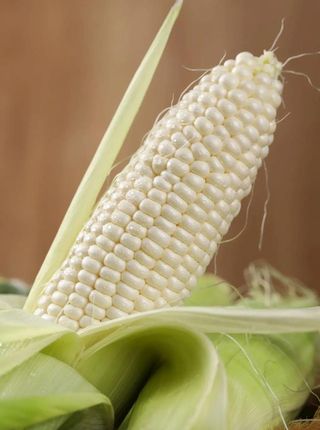 玉米图片