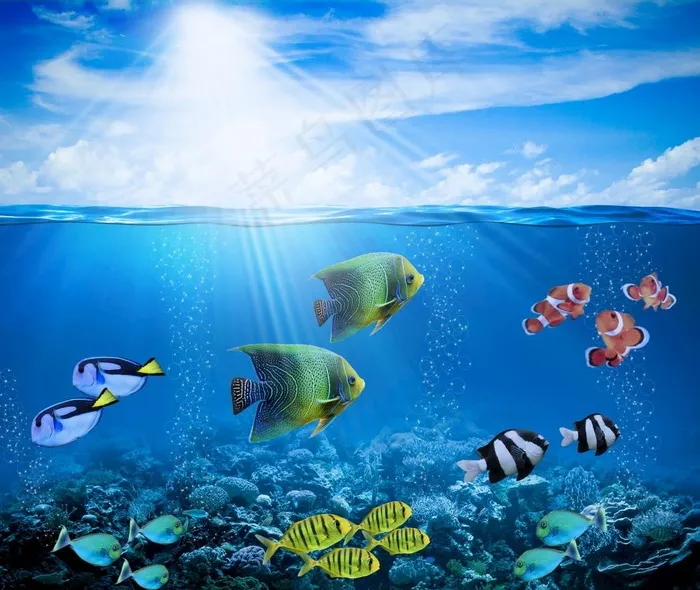珊瑚礁 水下 海洋 鱼的照片图片