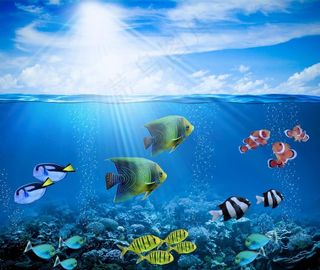 珊瑚礁 水下 海洋 鱼的照片图片