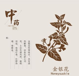 金银花矢量线稿图片