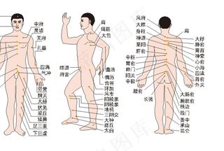 人体穴位图图片