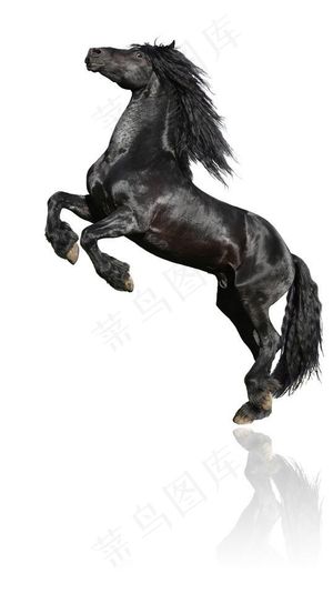 黑马奔腾图片