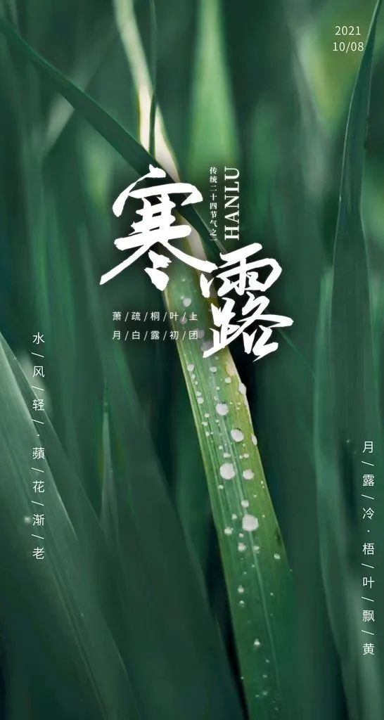 寒露海报图片