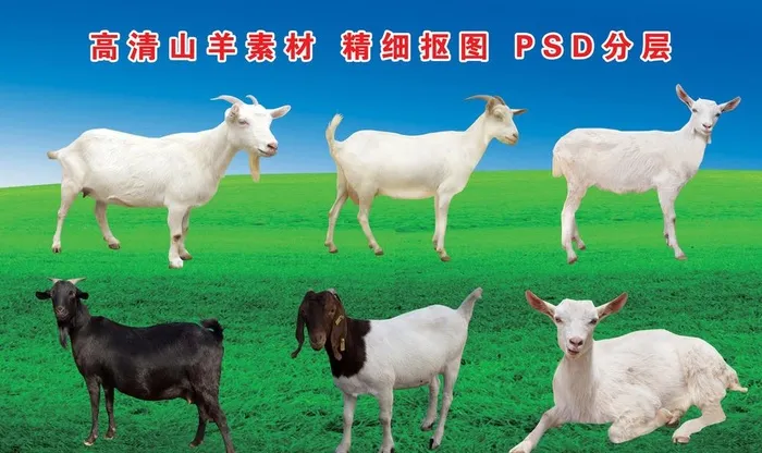 羊 山羊图片(3174x1984)psd模版下载