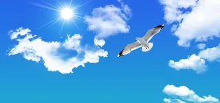 蓝天白云翱翔的鸟免扣素材图片