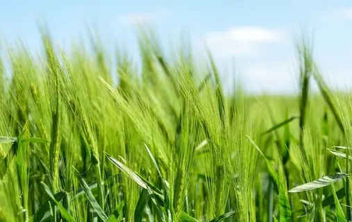 绿色唯美护眼壁纸图片