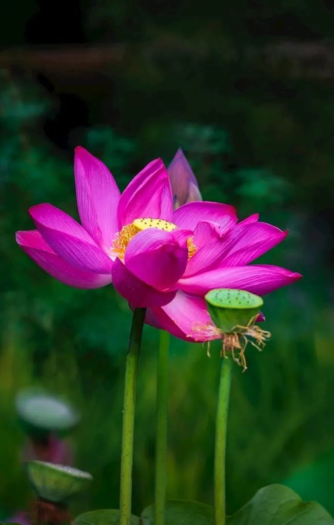 莲花图片