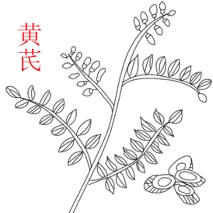 黄芪图片(283x283)psd模版下载