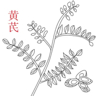 黄芪图片