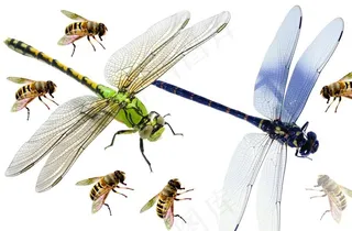 蜻蜓 蜜蜂图片