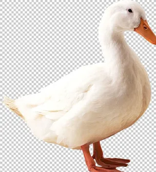 鹅图片