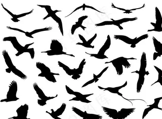 各种鸟类矢量素材图片