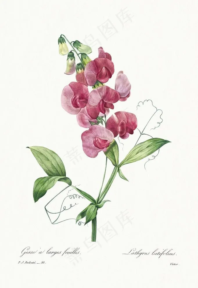 花卉图片
